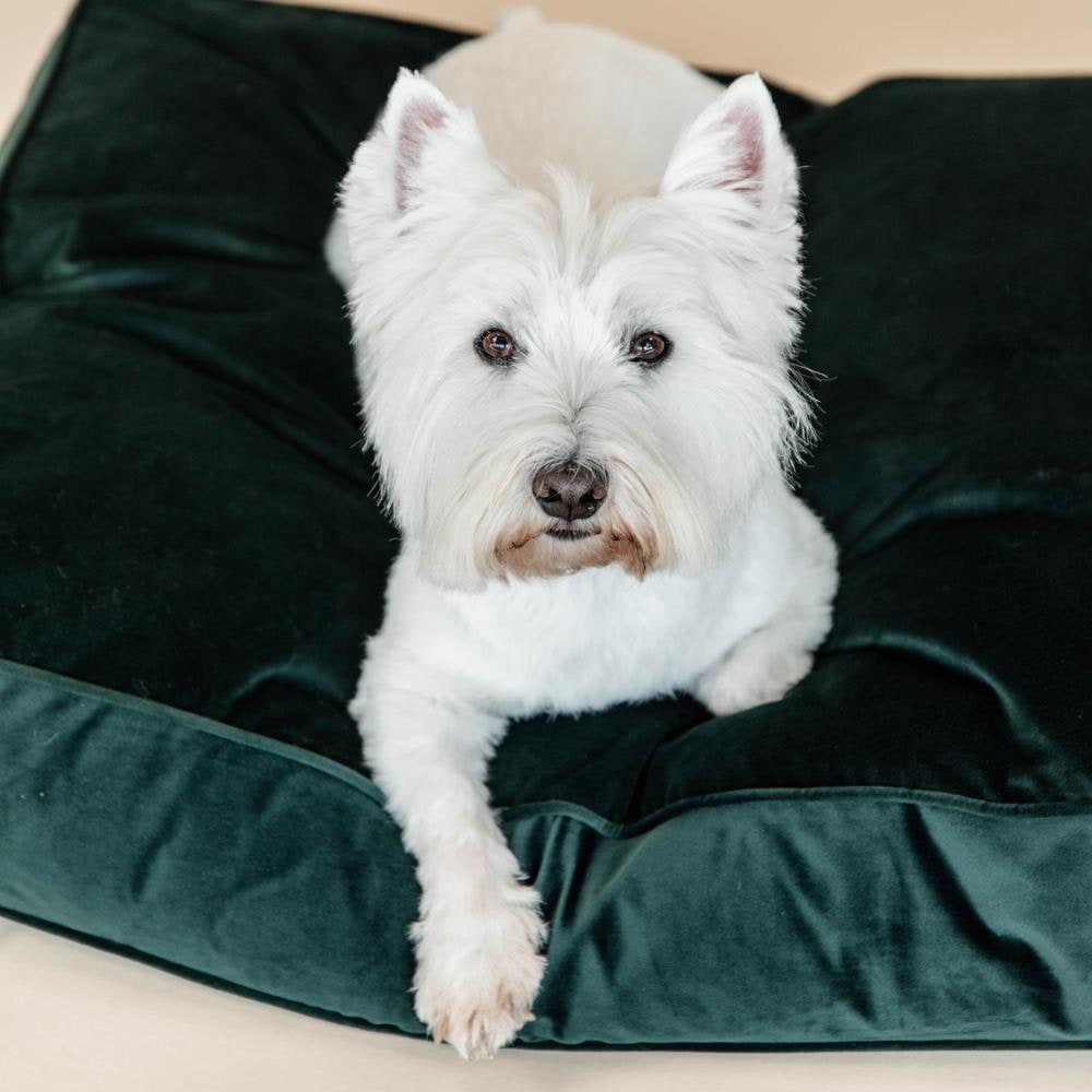 Hundekissen Velvet | Kentucky Dogwear