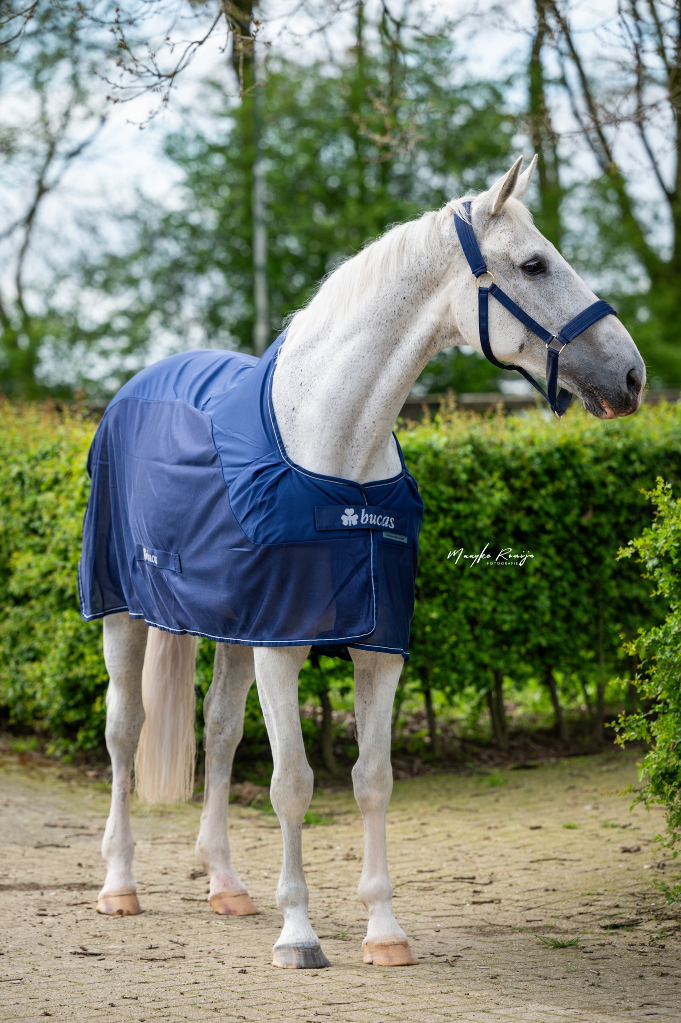 Abschwitzdecke Competition Cooler in Navy
