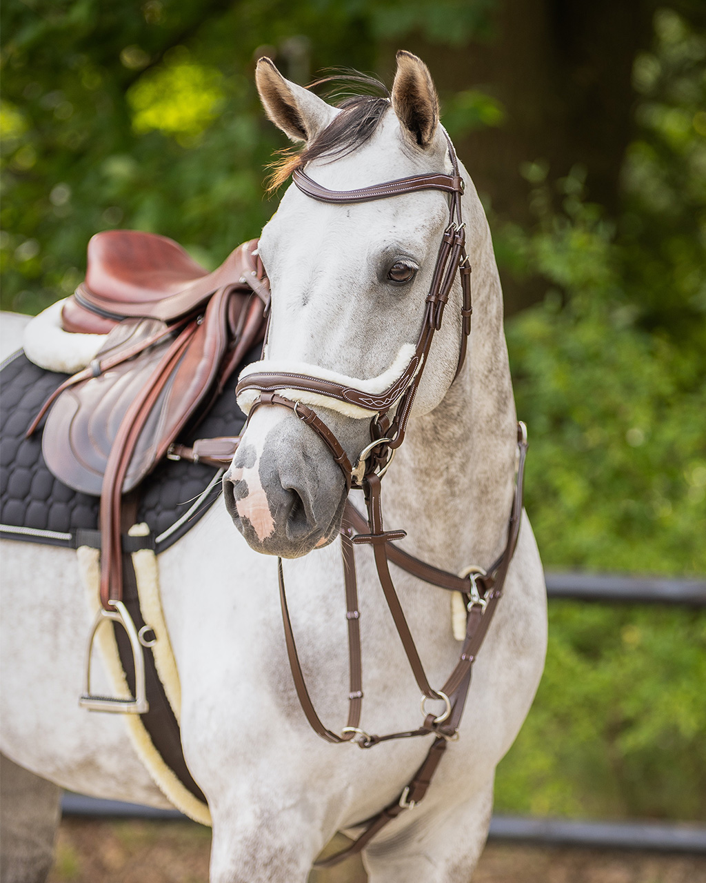 Snaffle Ontario