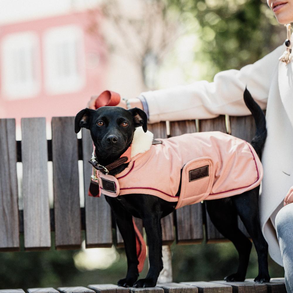 Manteau pour chien imperméable 160g