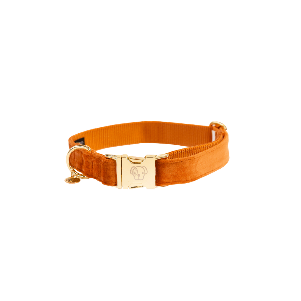 Collier de chien Velvet