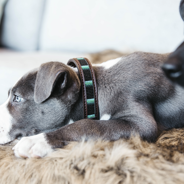 Dog collar Handmade Pearls