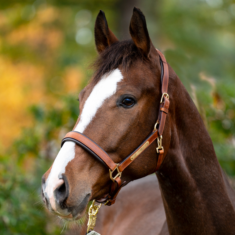 Lederhalfter Soft "Cinta"