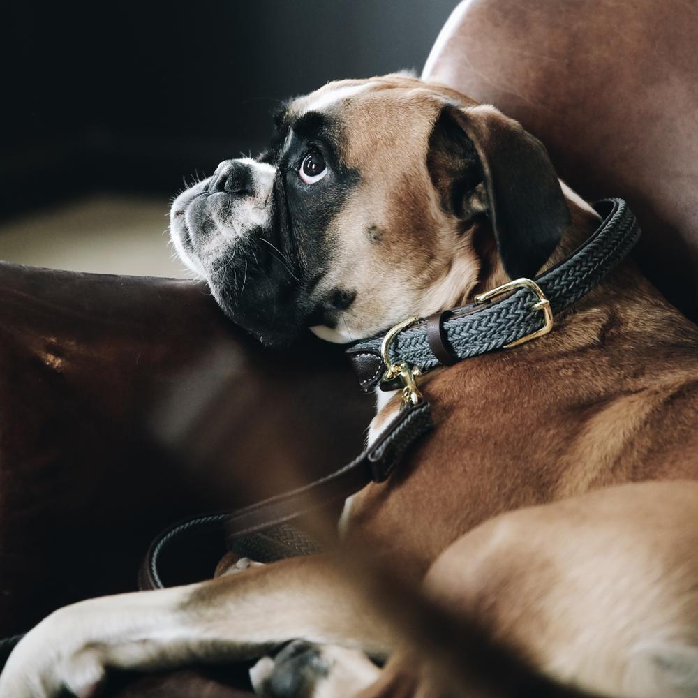 Collier de chien tressé en nylon