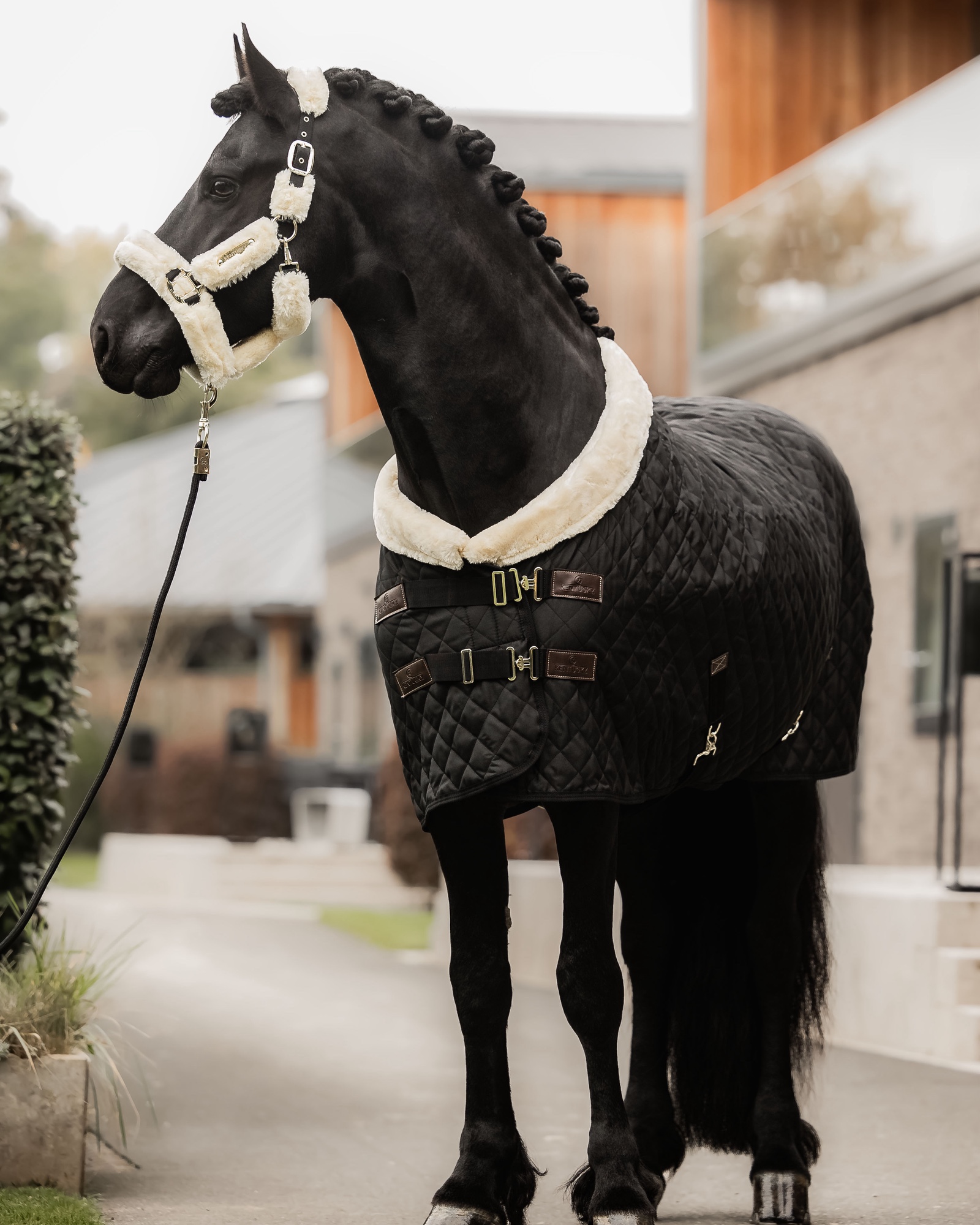 Show rug Show Rug 160g