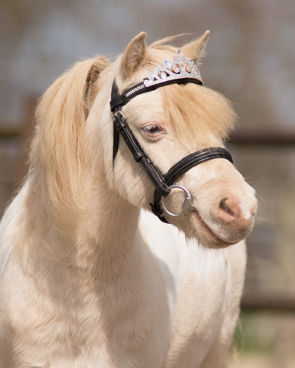 Krone für Pferd