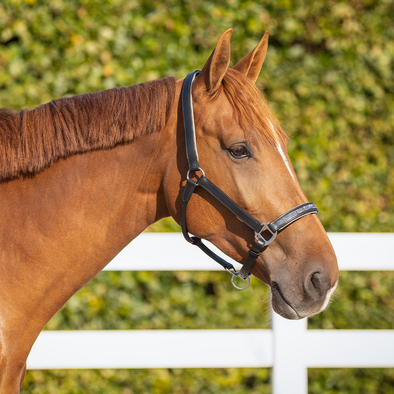 Leather halter Lupine