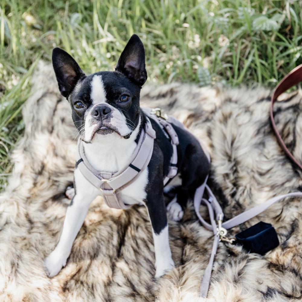 Harnais pour chien Aktiv Velvet
