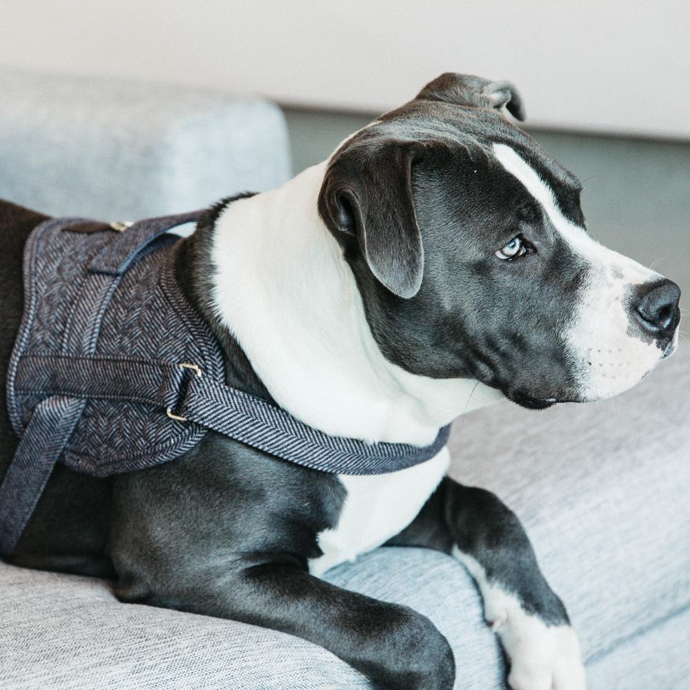 Hundegeschirr Body Safe Wool | Kentucky Dogwear