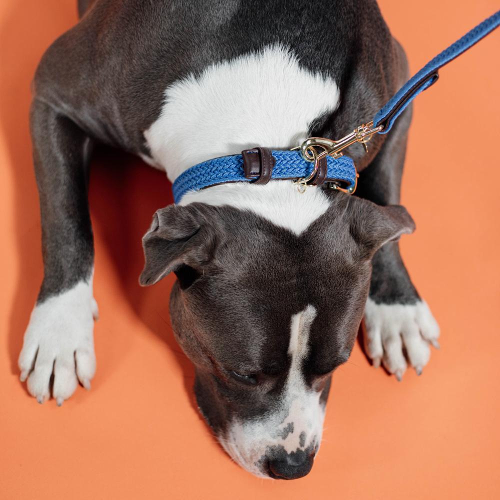 Collier de chien tressé en nylon