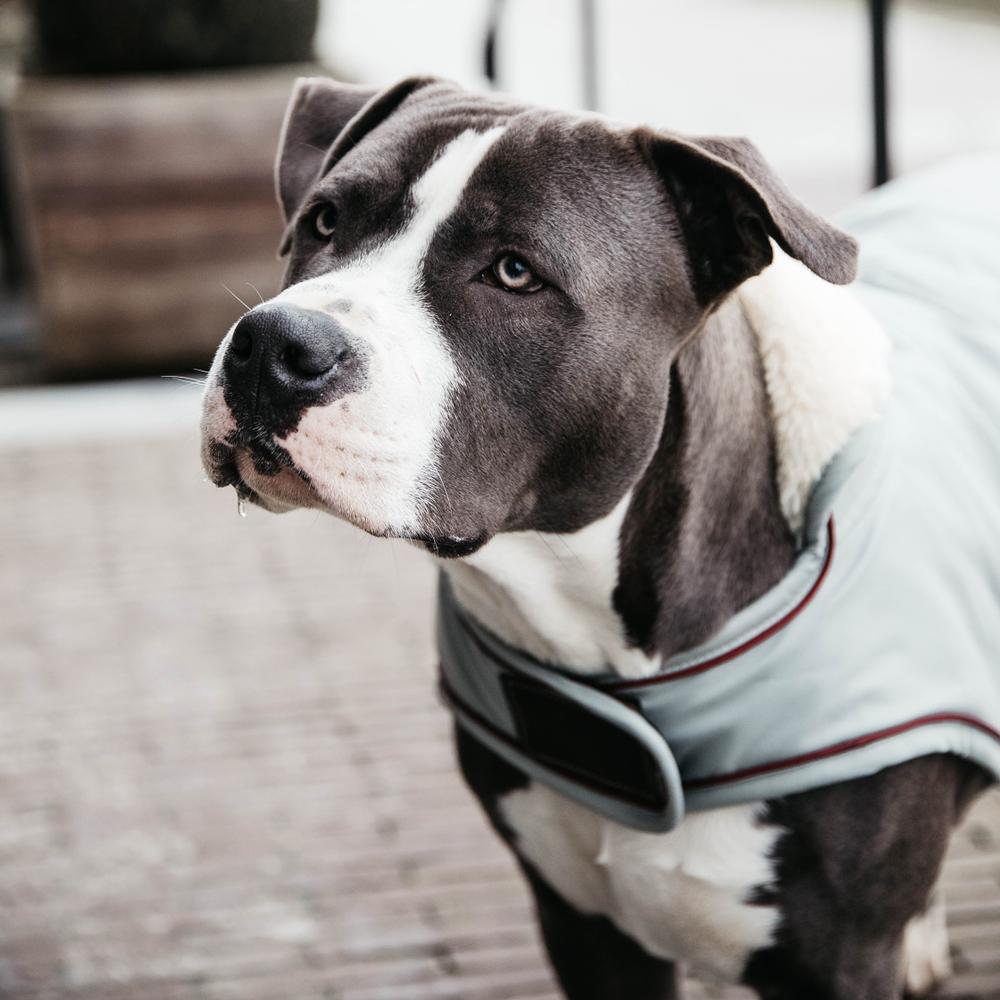 Manteau pour chien imperméable 160g