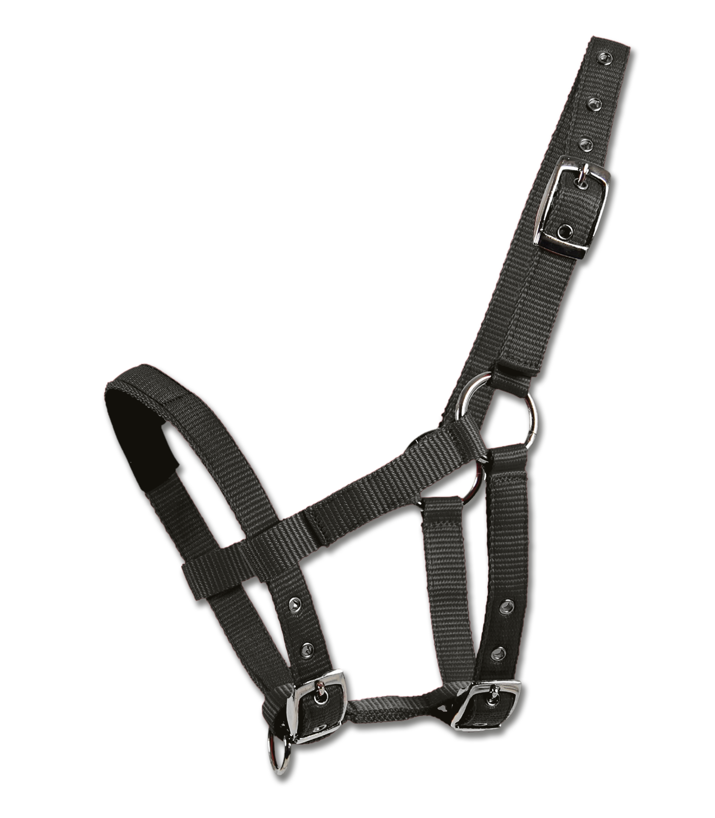 Halfter Mini-Shetty Halfter Mini-Shetty