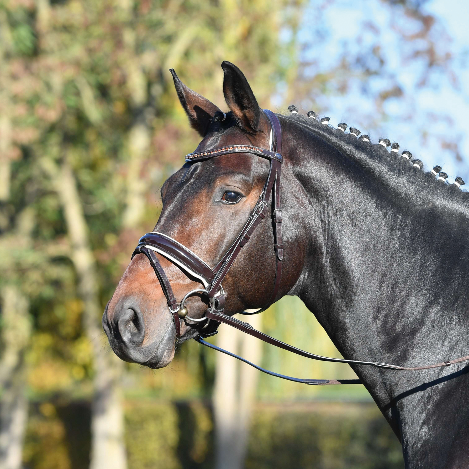 Trense Luxury Trense Luxury