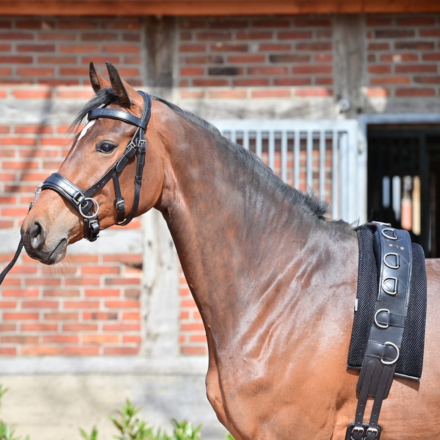 Lunging belt underlay 3D Air Effect