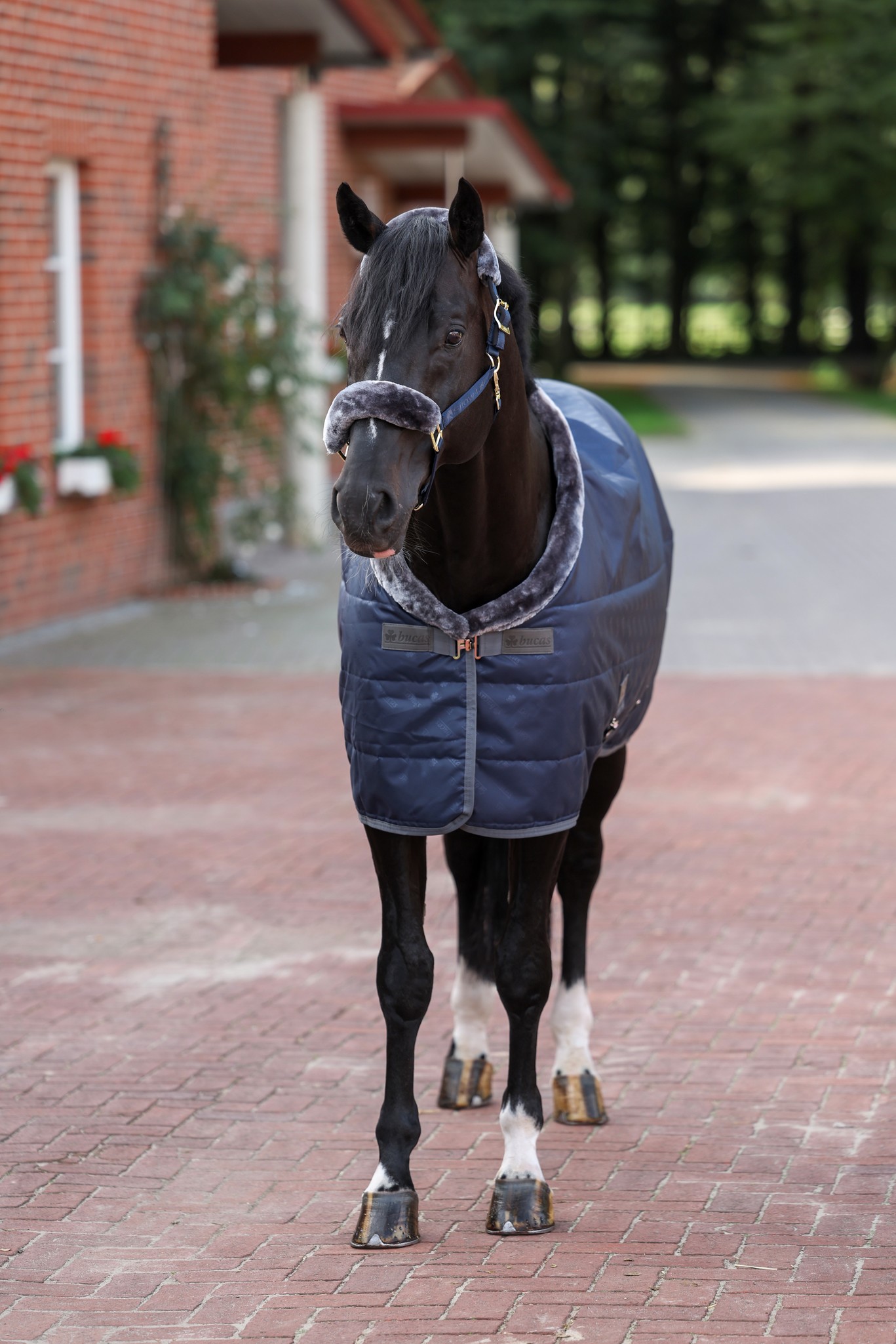 Stalldecke Show-Line in Navy/Grey