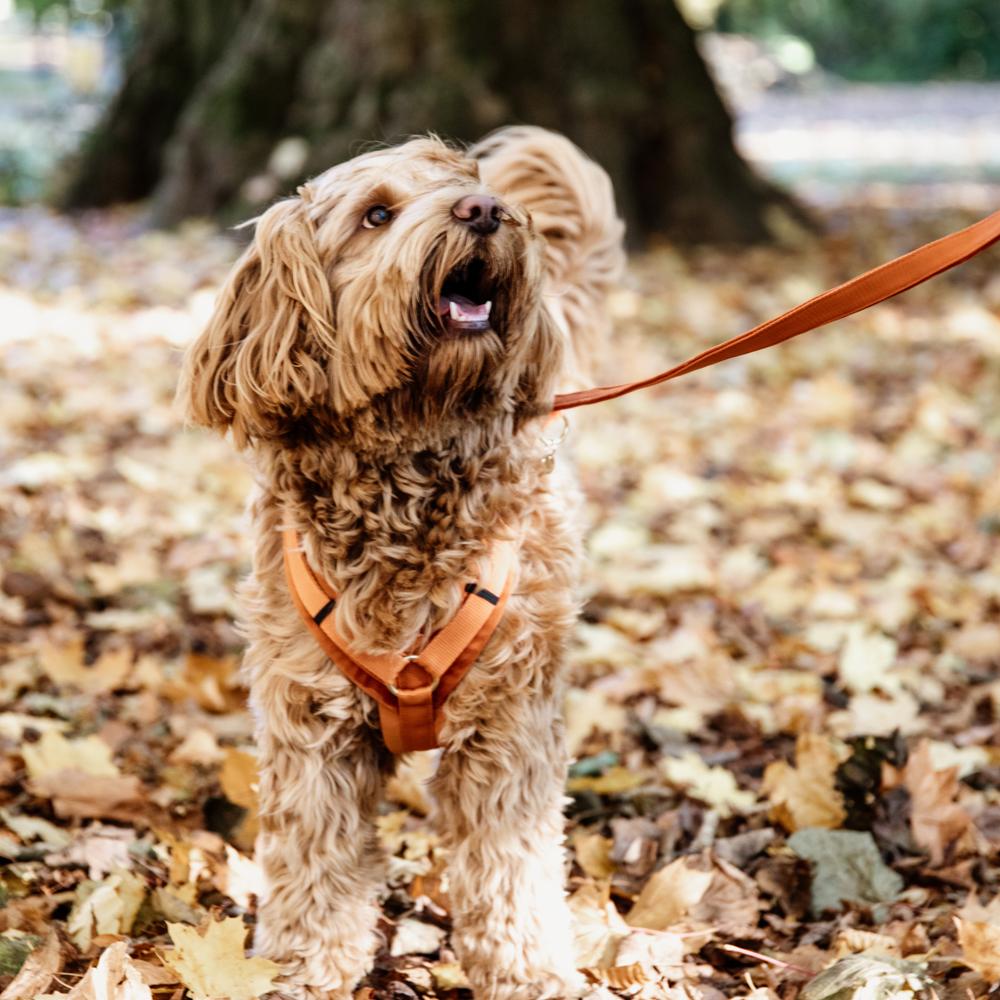 Harnais pour chien Aktiv Velvet