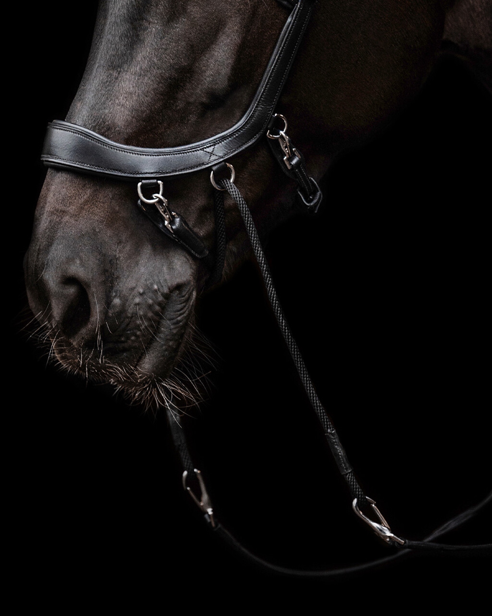 Snaffle FaySport bitless