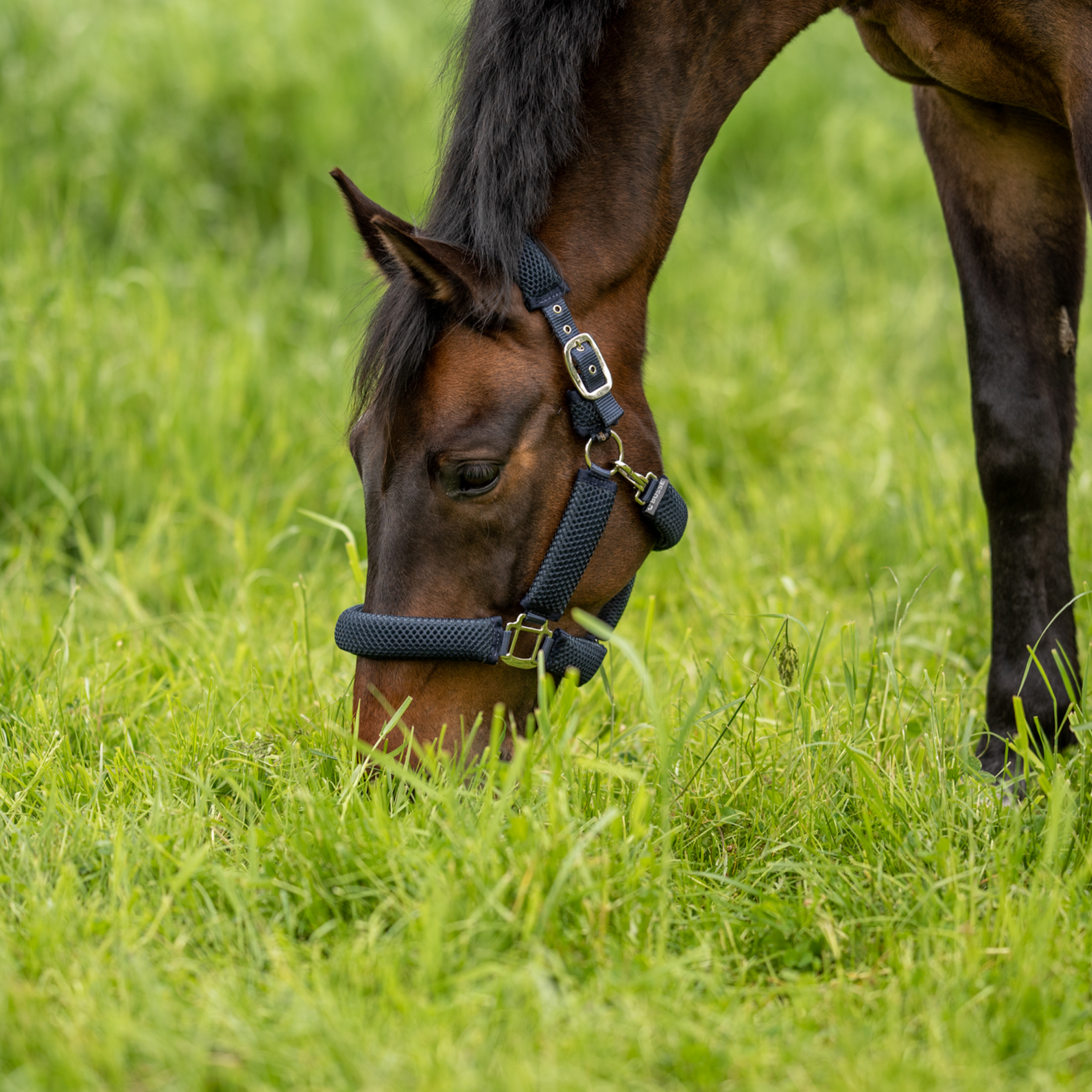 Halfter 3D Air Effect Plus