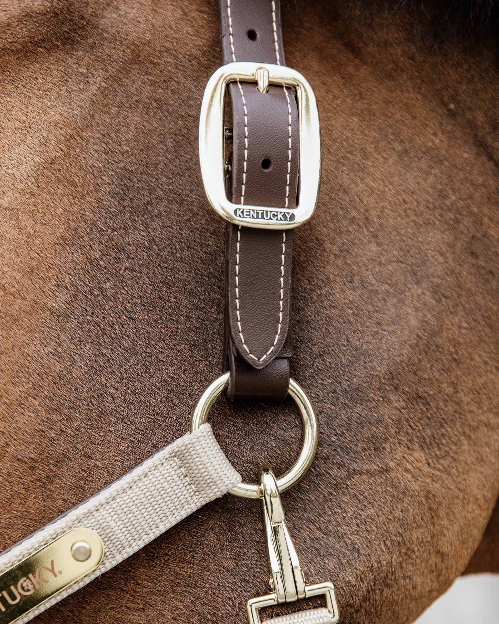 Halter Anatomical Nylon