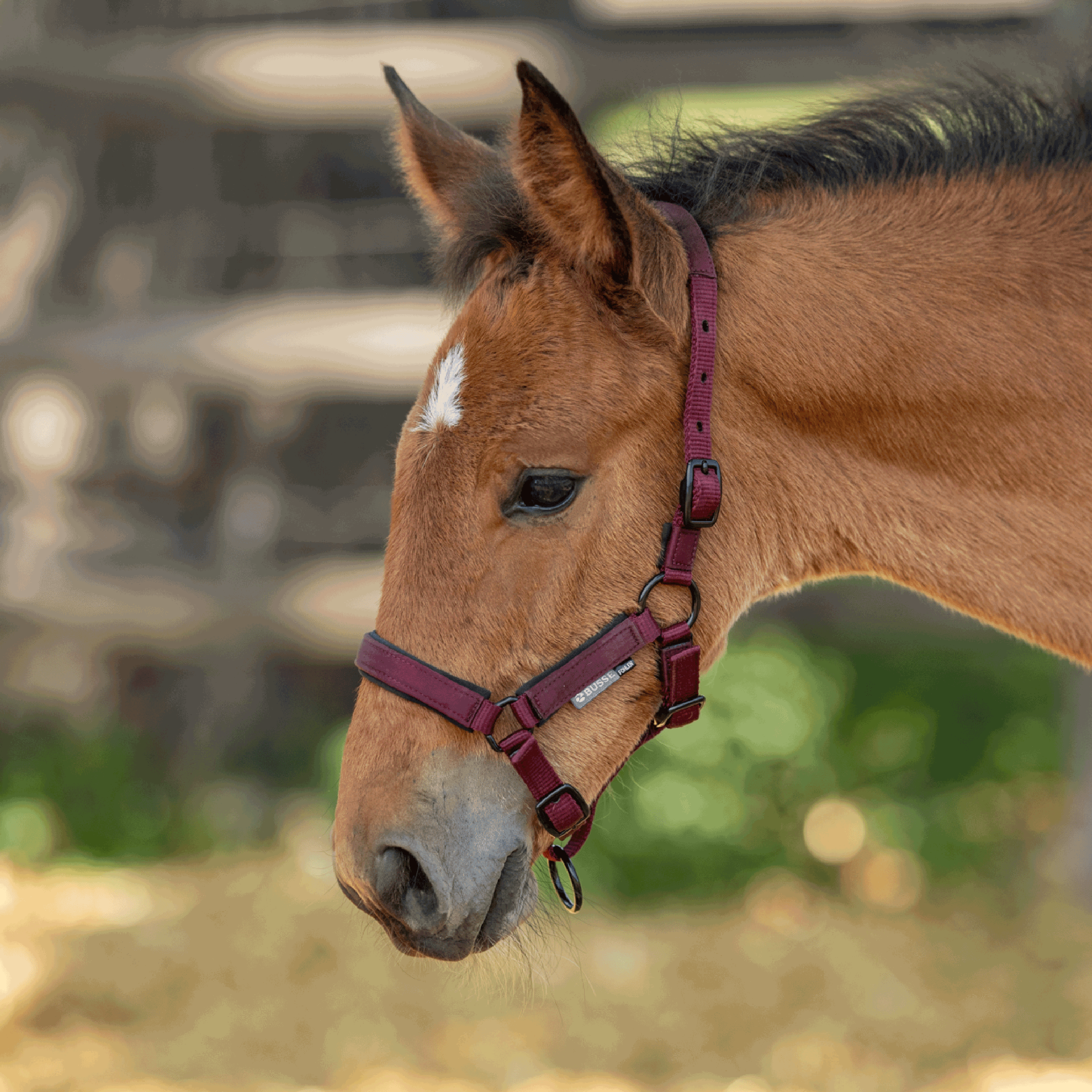 Headcollar FOAL-TASTIC ST