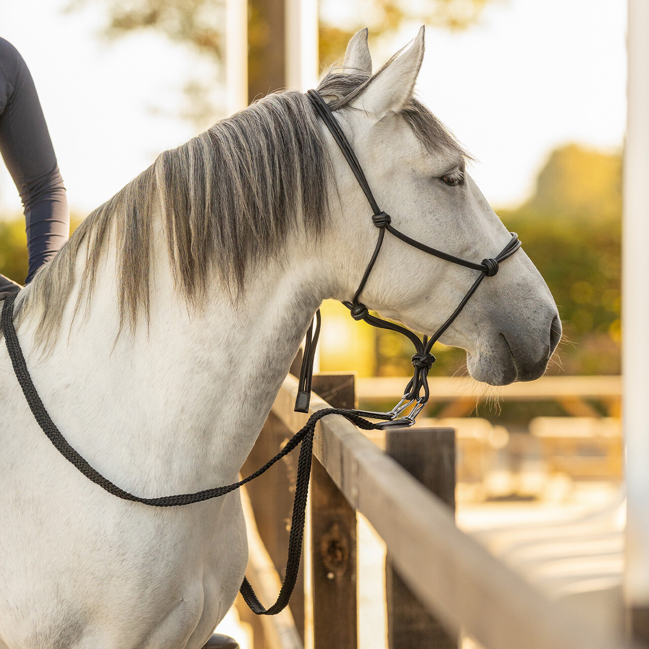 Knotenhalfter Leder Liberta