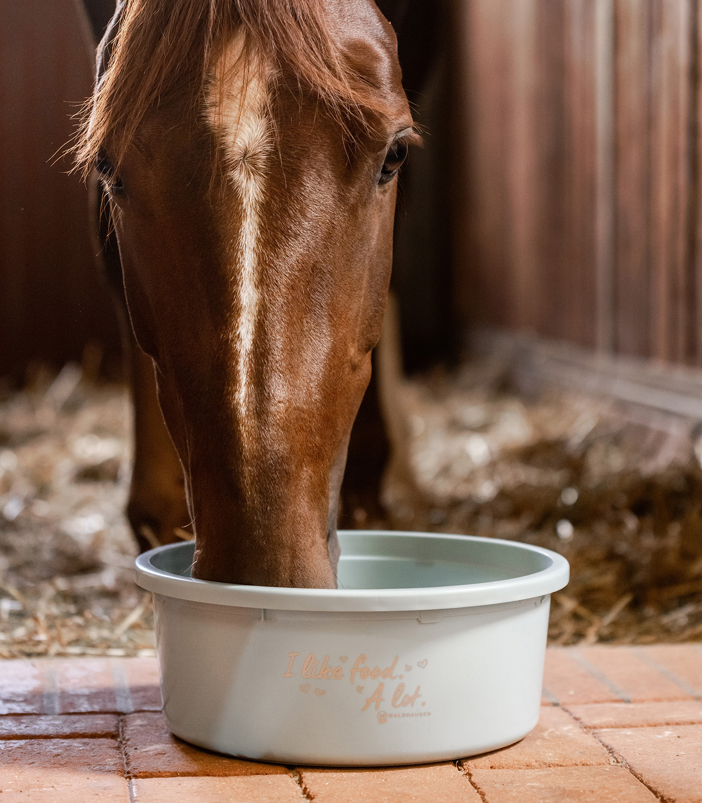 XL food bowl I like food. A lot. with lid