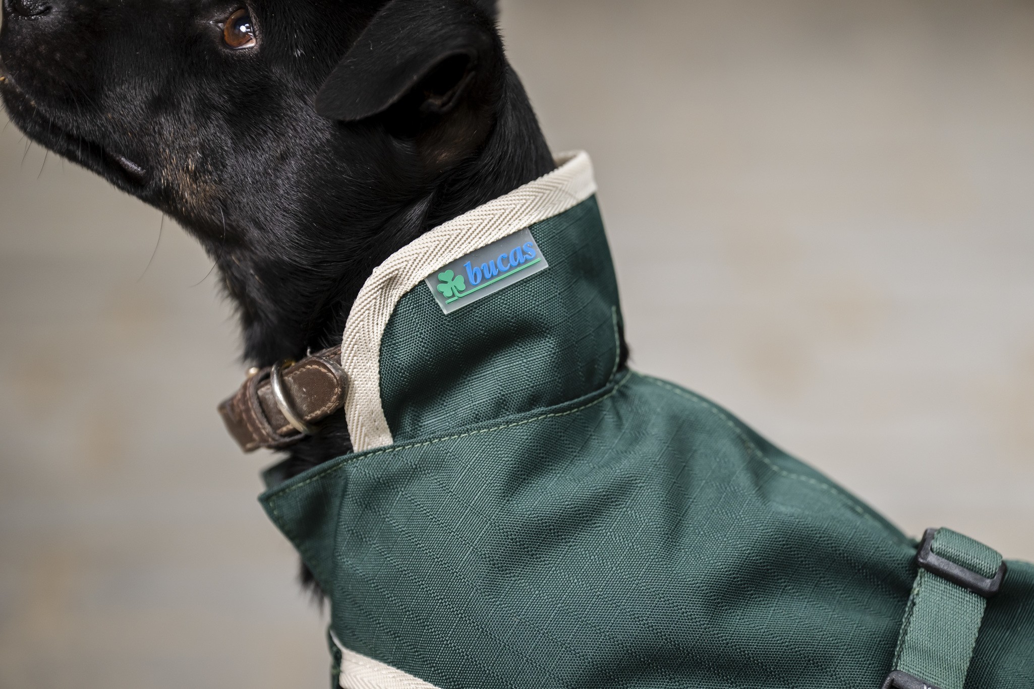 Hundedecke Greenline in Green/cream