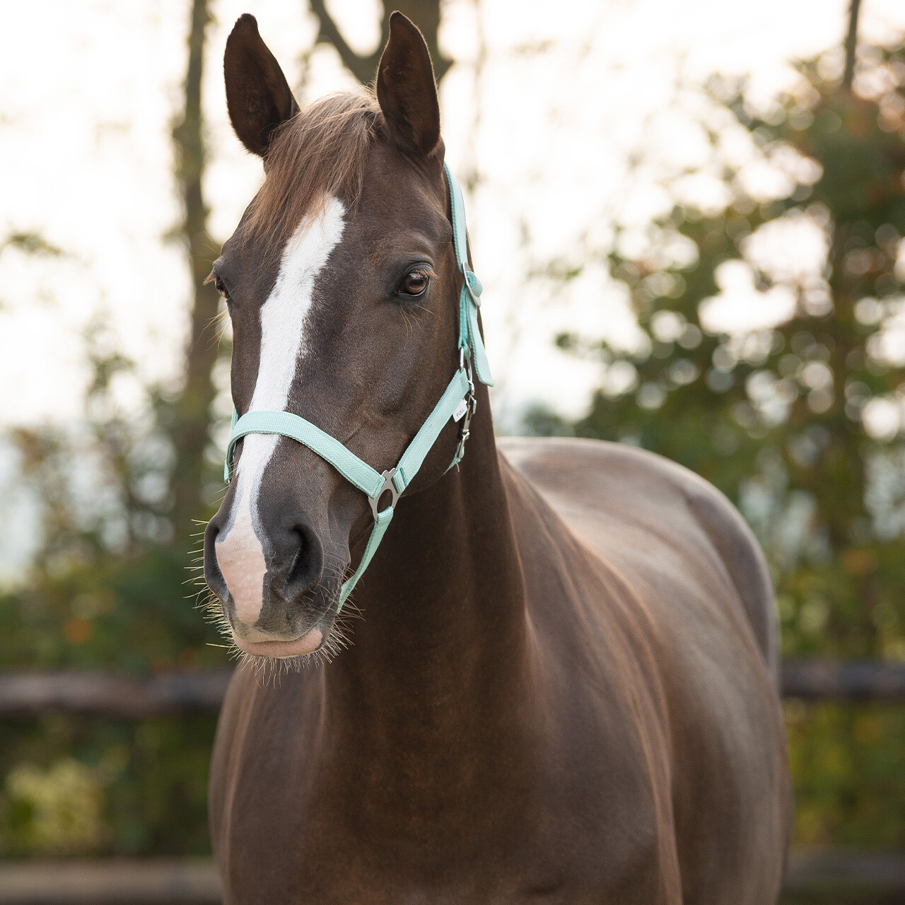 Halter with sliding buckle