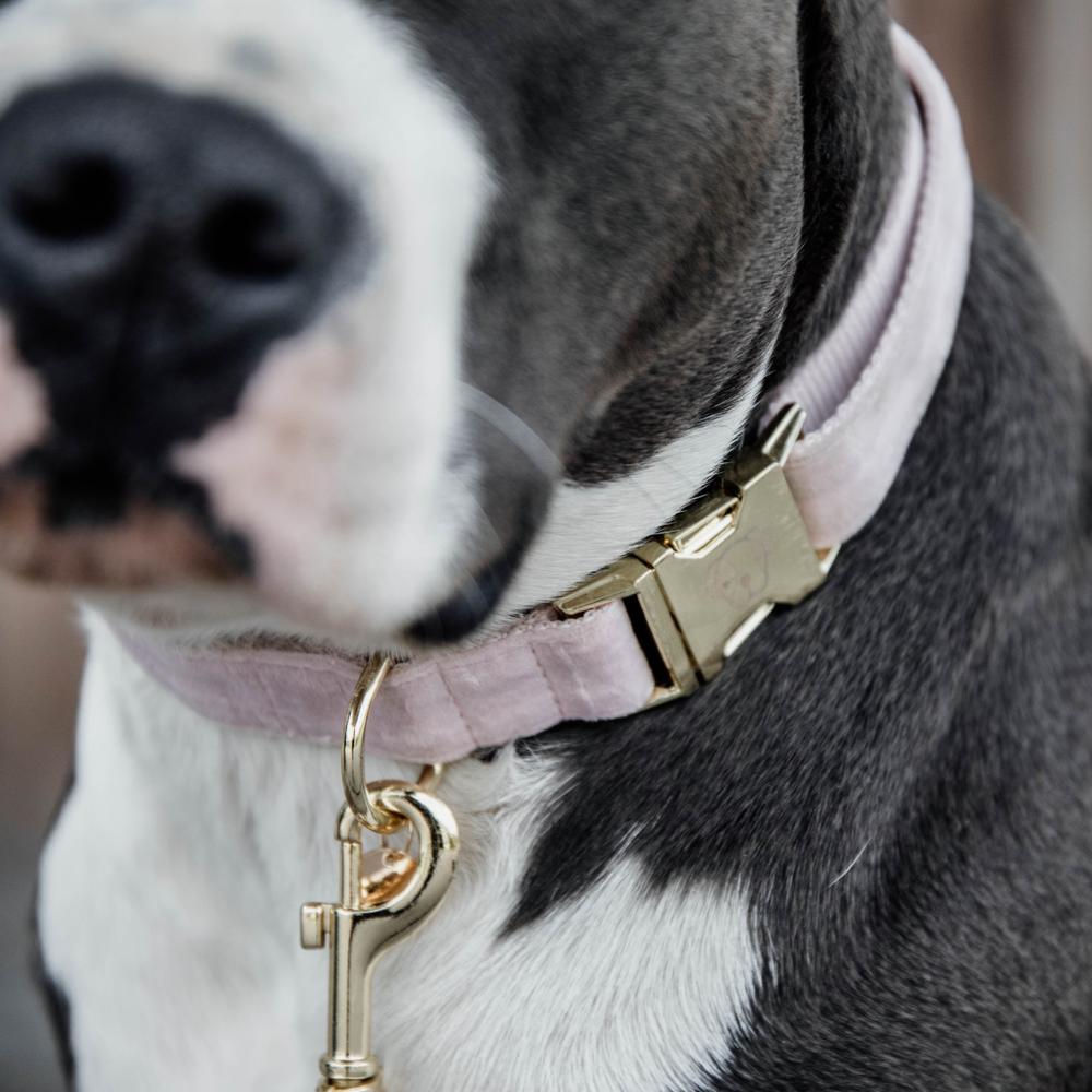Collier de chien Velvet