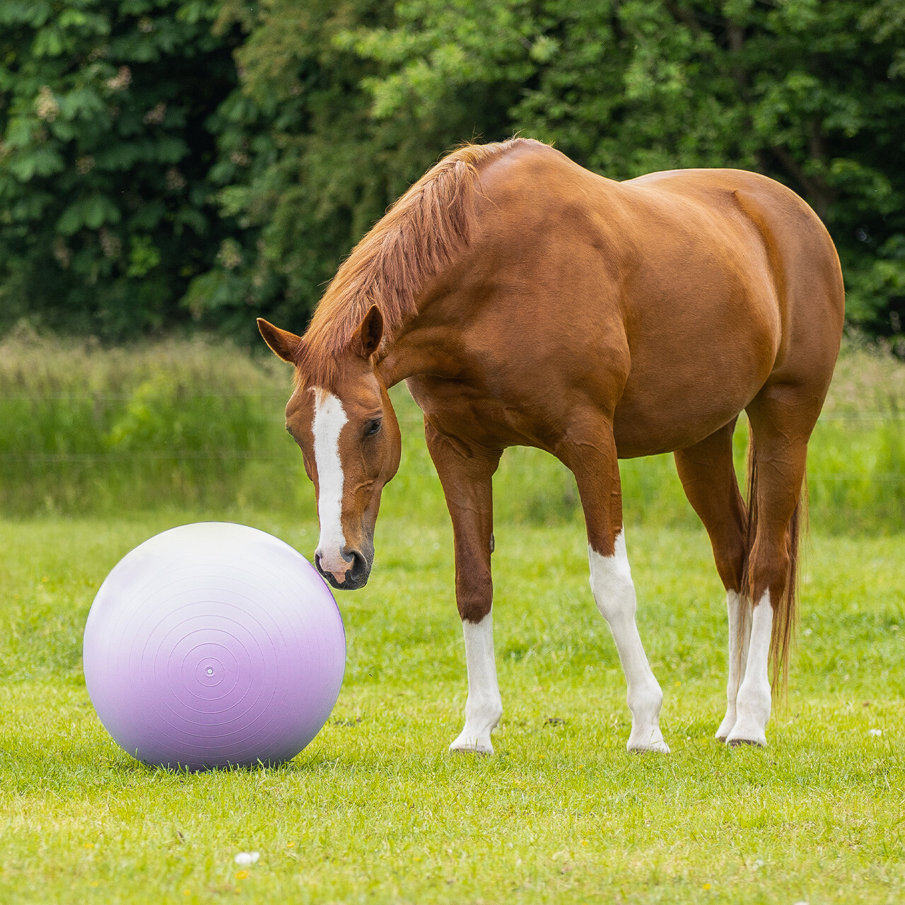 Horse ball two-tone