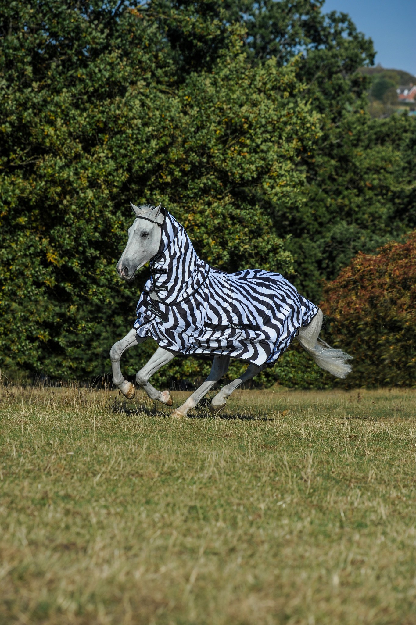 Fliegendecke Sweet Itch Rug in Zebra/Black