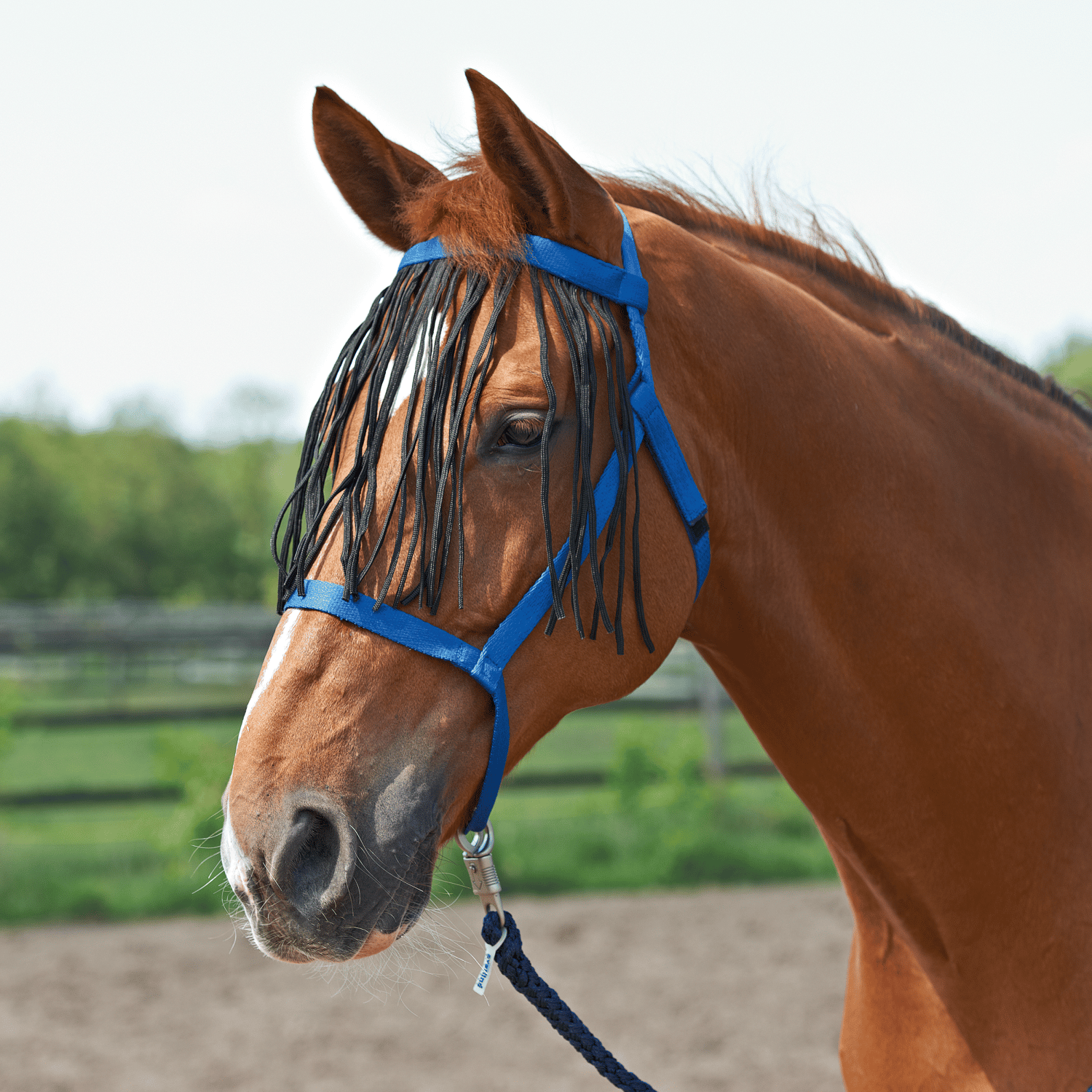 Halfter Weide mit Fransen