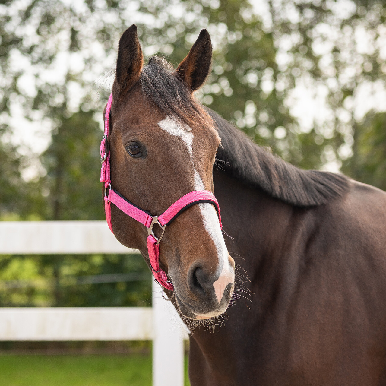 Halter Deluxe
