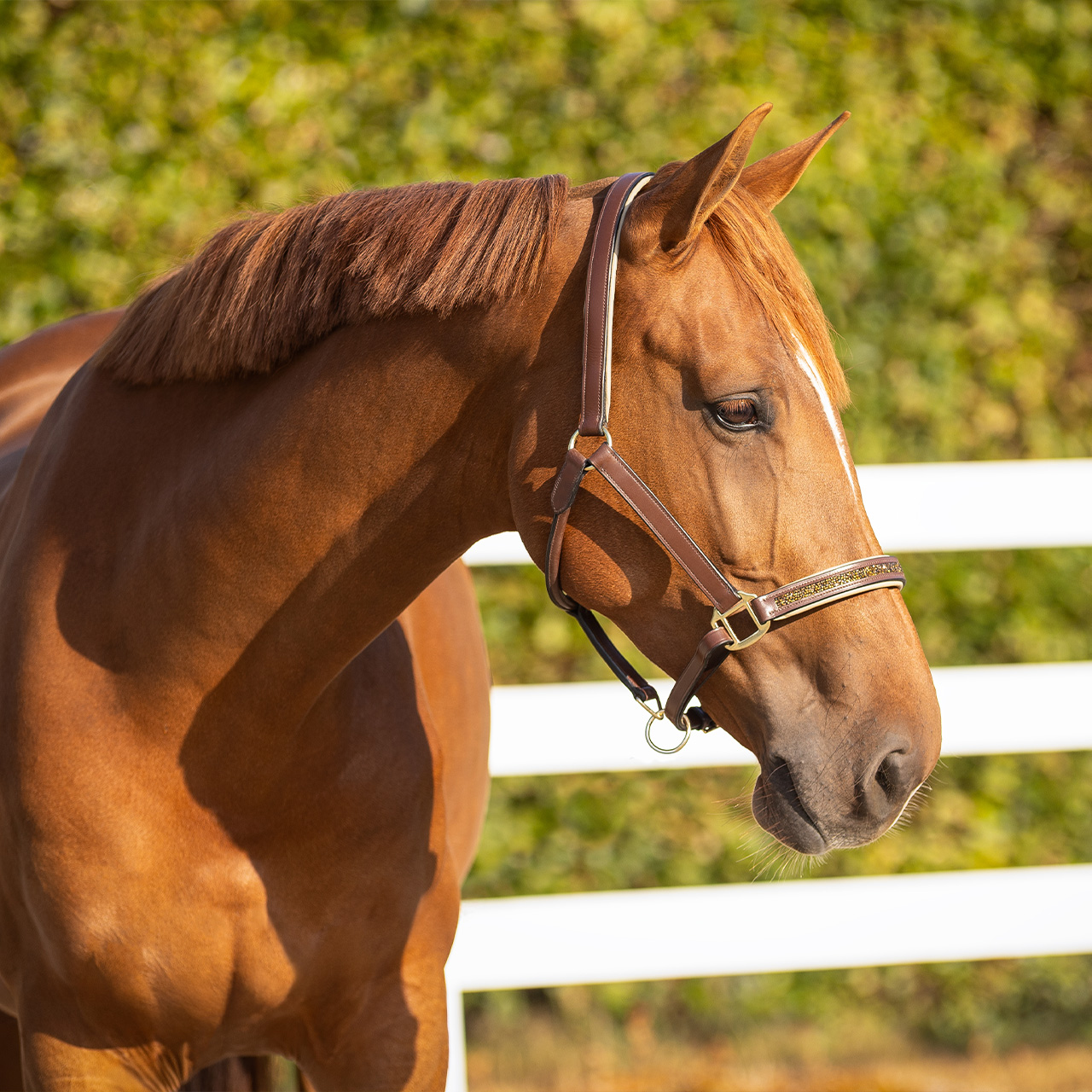 Leather halter Lupine