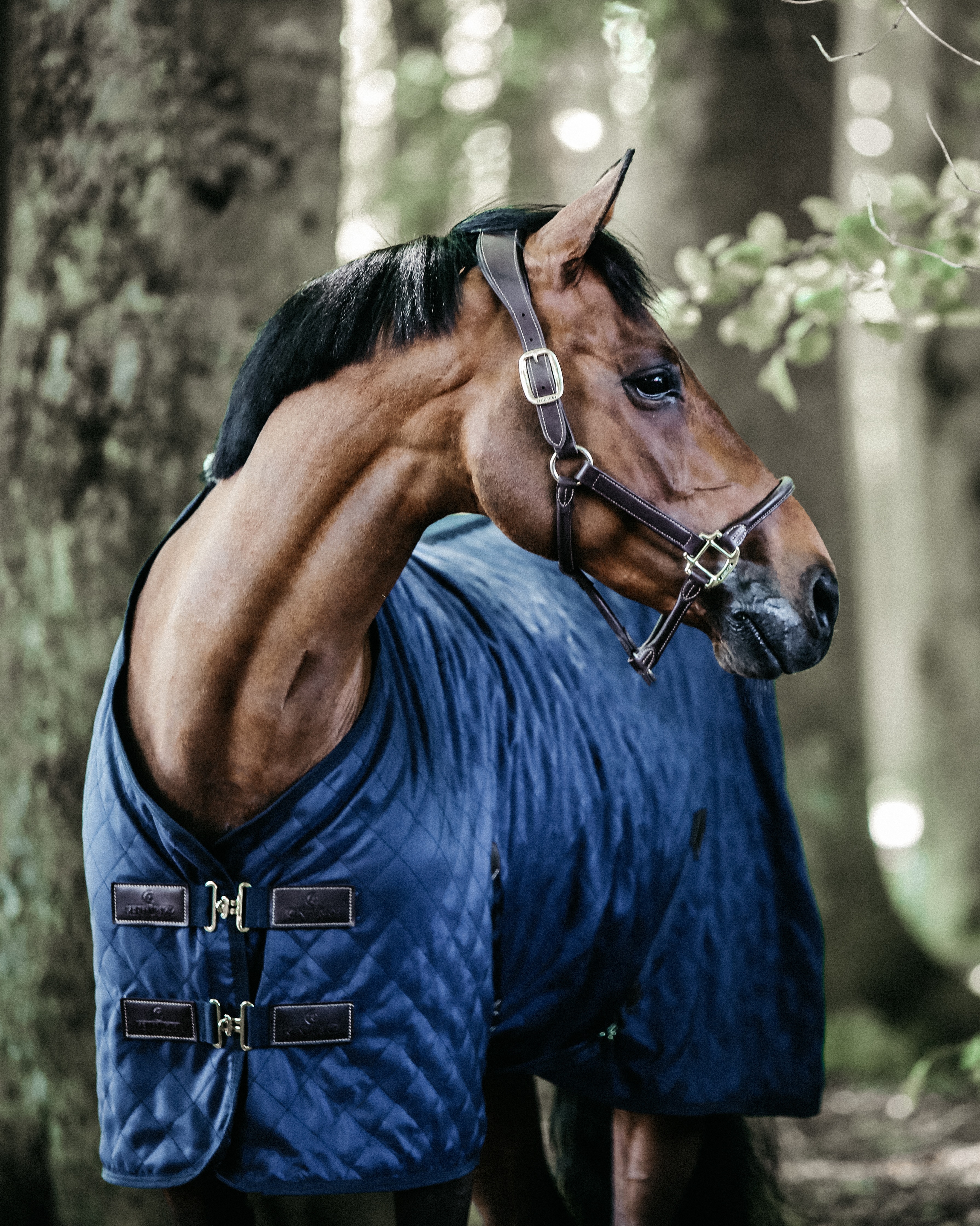 Stable blanket 0g
