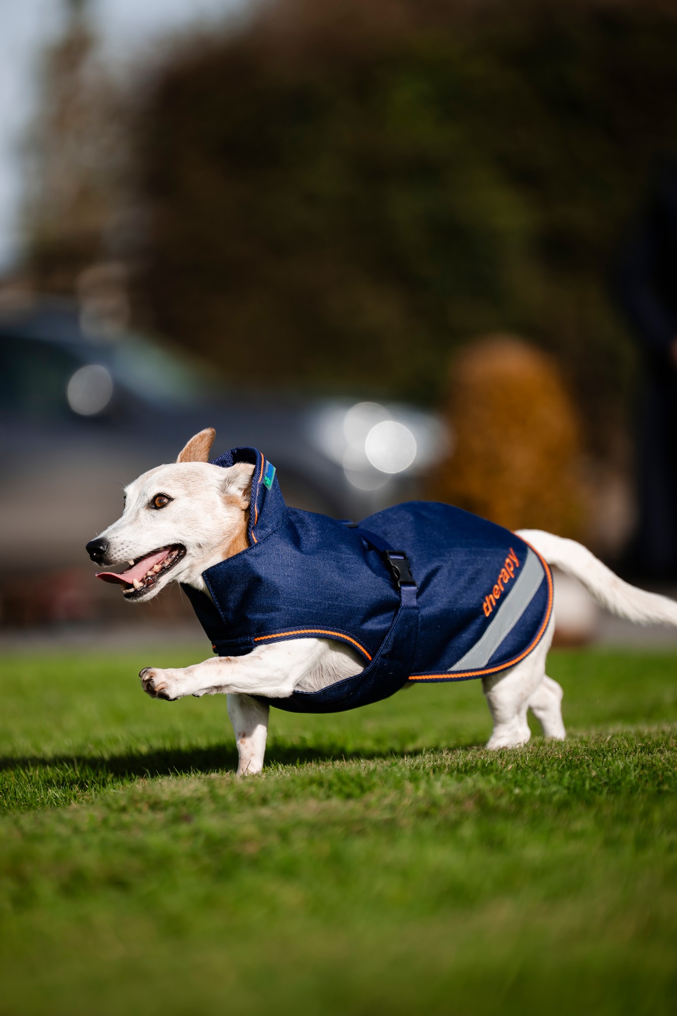 Hundedecke Therapy in Navy/Orange