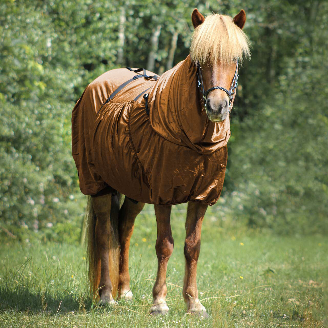 Ekzemerdecke Icelandic