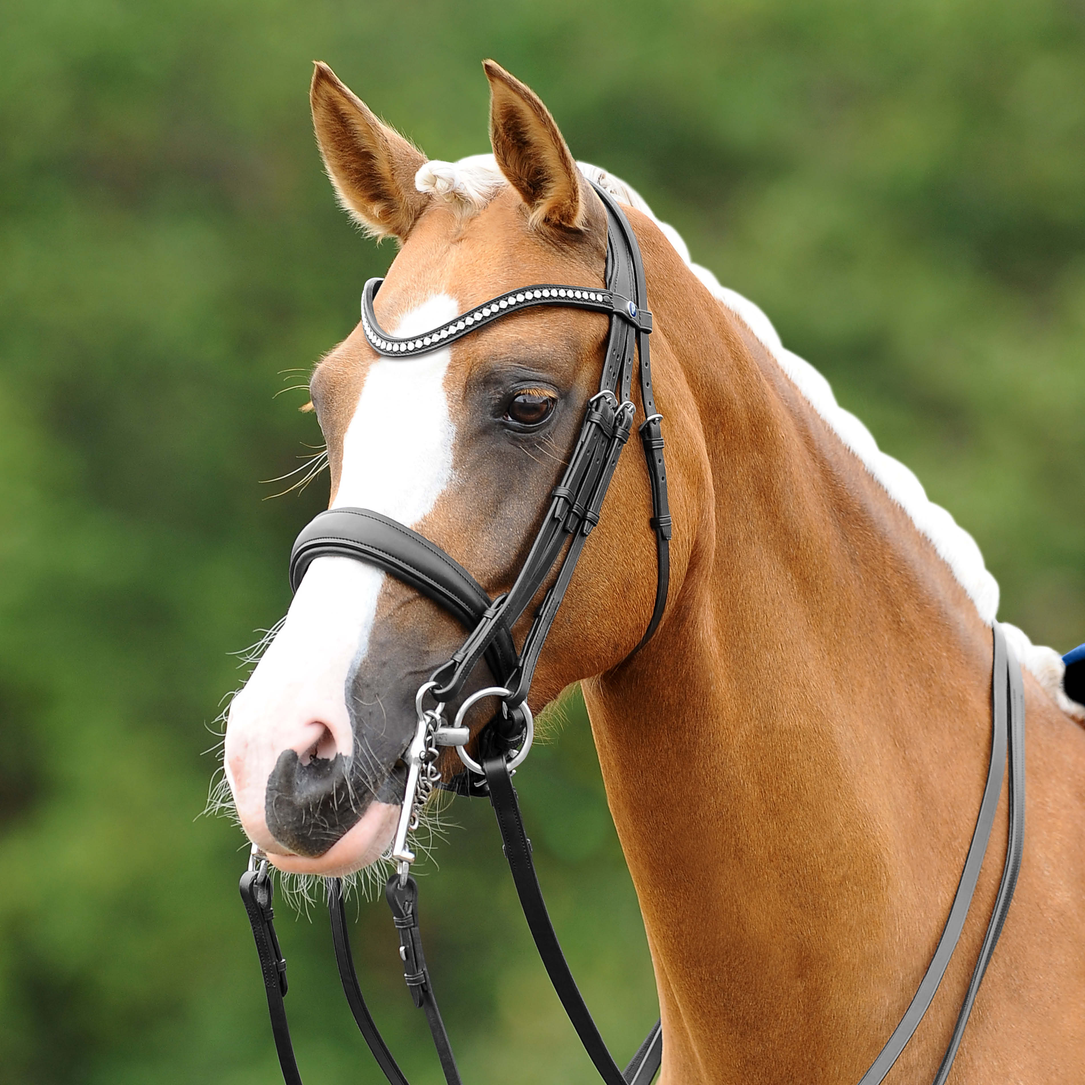 Curb Passierblu Dream anatomical incl. reins
