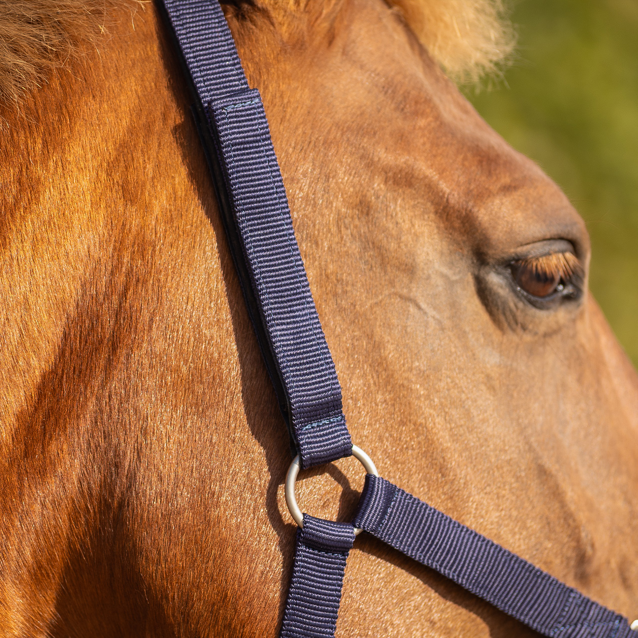 Safety halter underlay