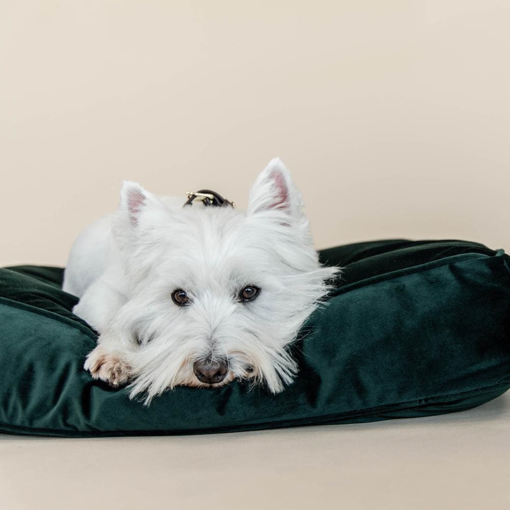 Hundekissen Velvet | Kentucky Dogwear