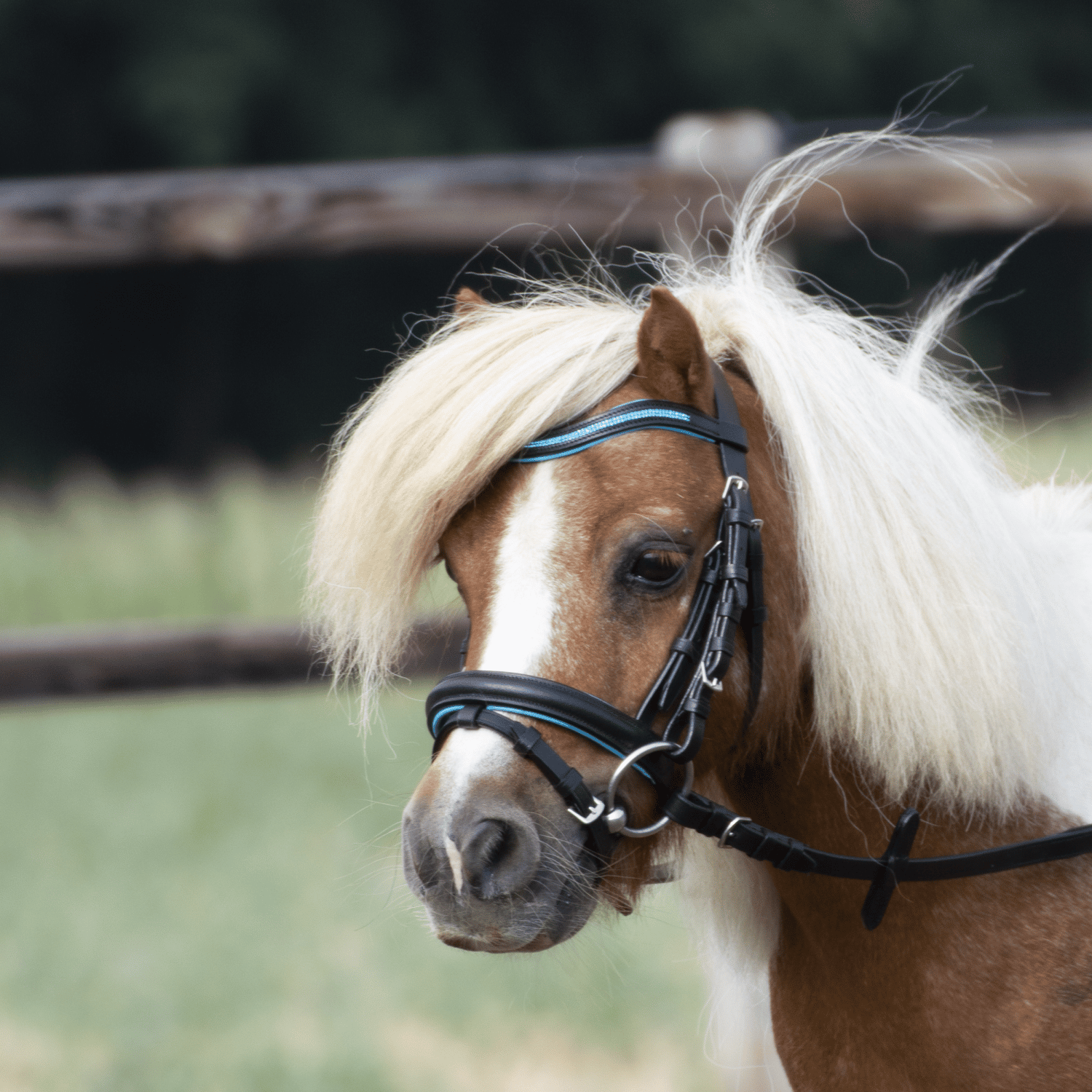 Snaffle Little
