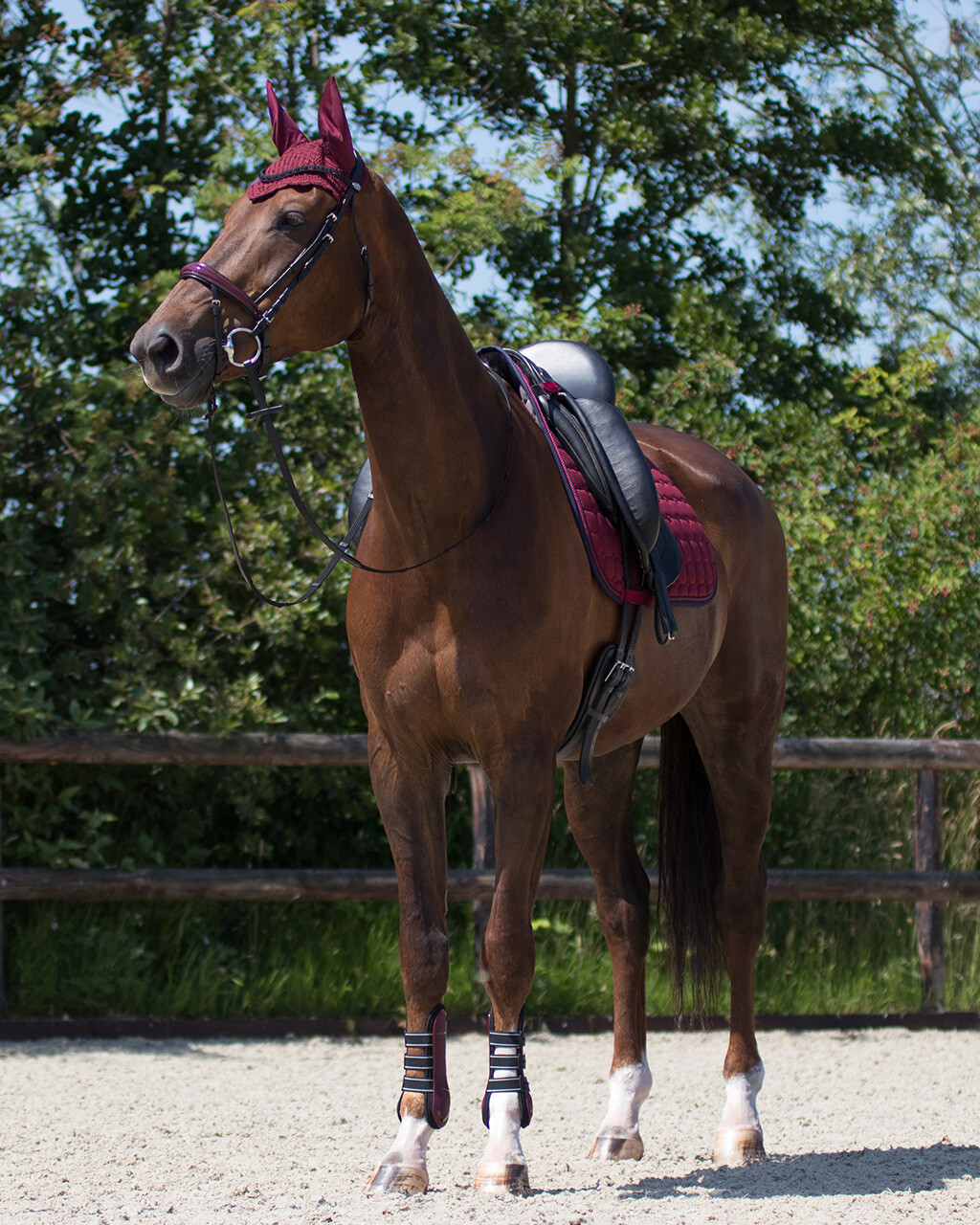 Fliegenohren Florence