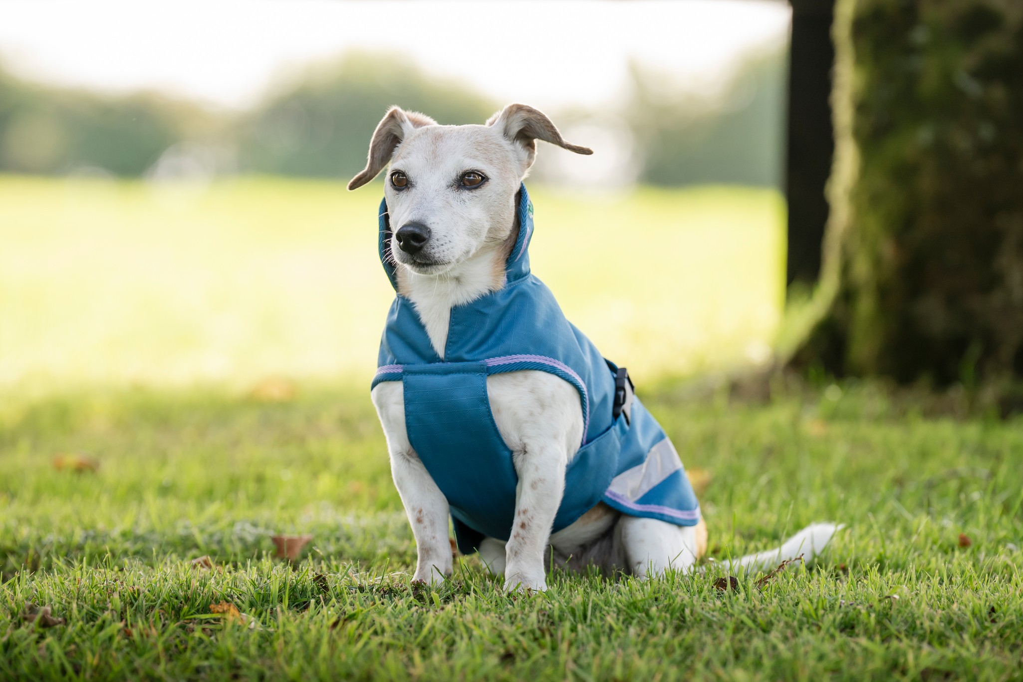 Hundedecke Freedom in Blueberry