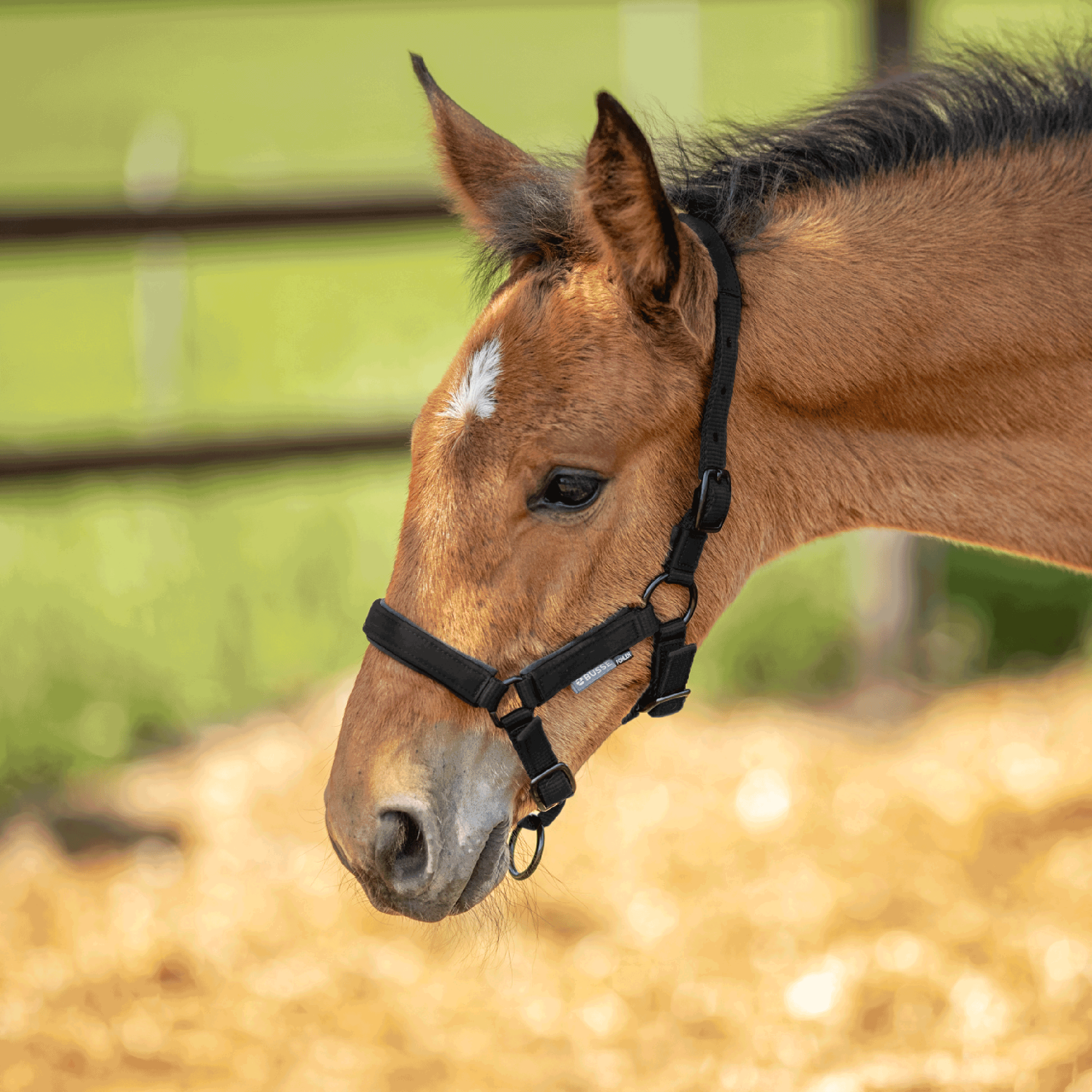 Headcollar FOAL-TASTIC ST