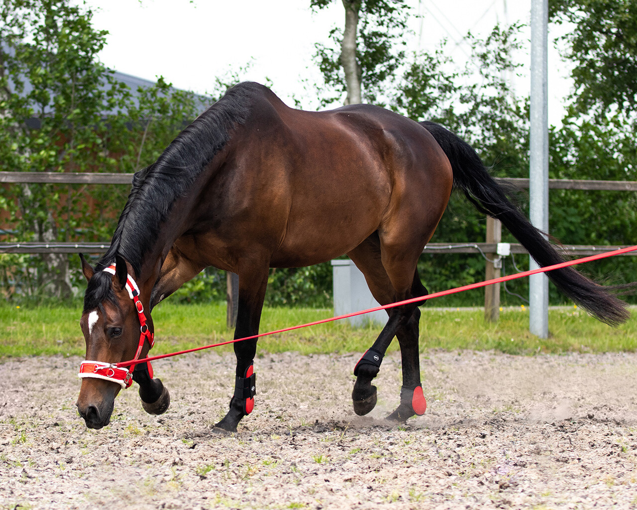 Lunge