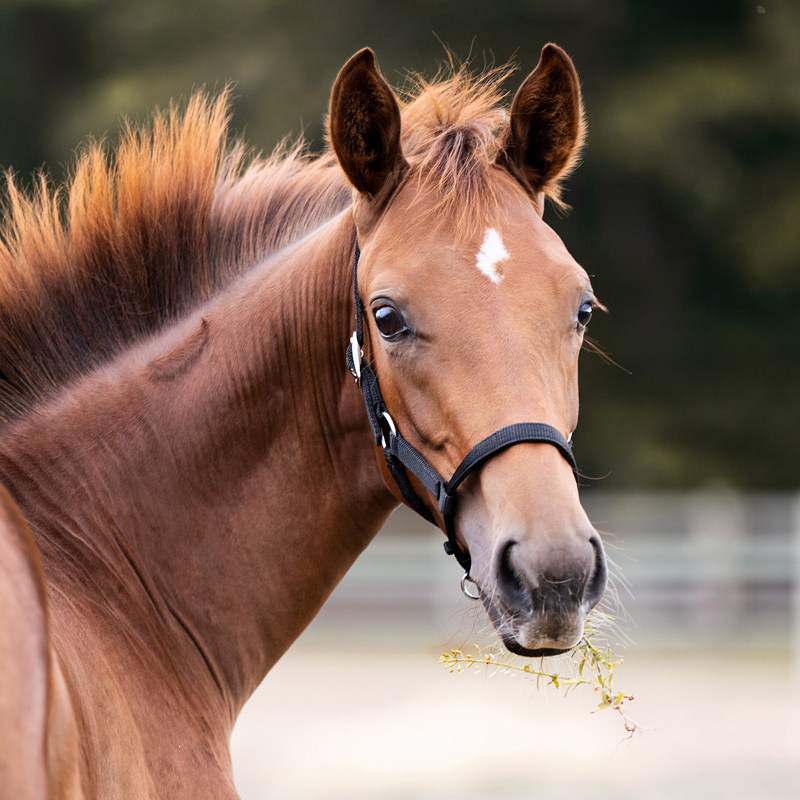 Fohlen- /Jährlingshalfter