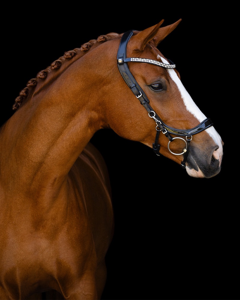 Snaffle FaySport Shine