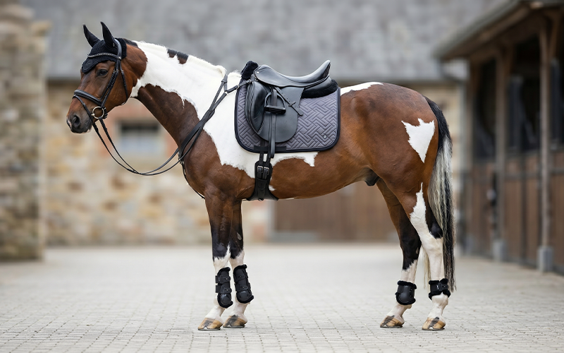 Schecke QHP Sensisoft Outfit