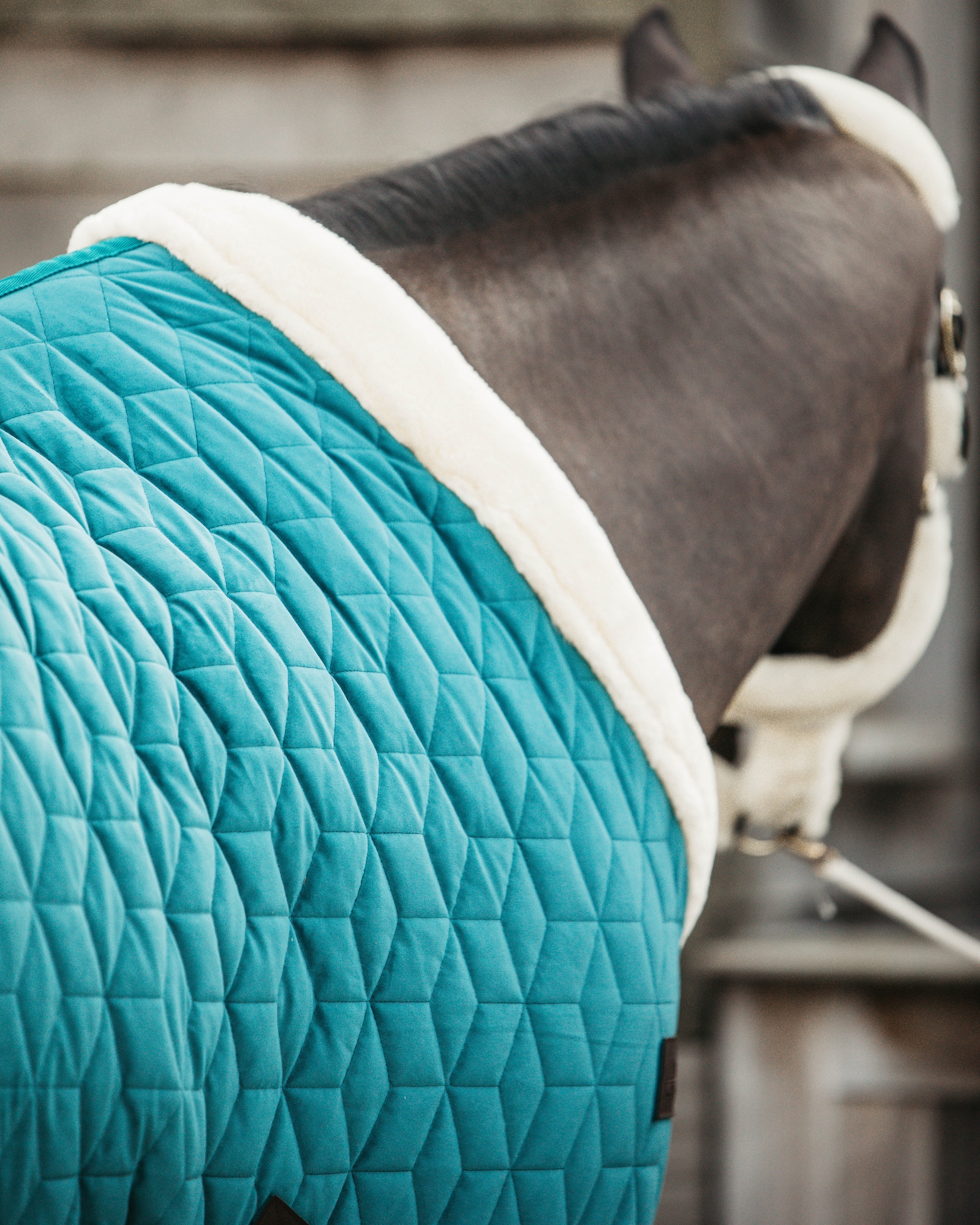 Show rug Show Rug Velvet 160g