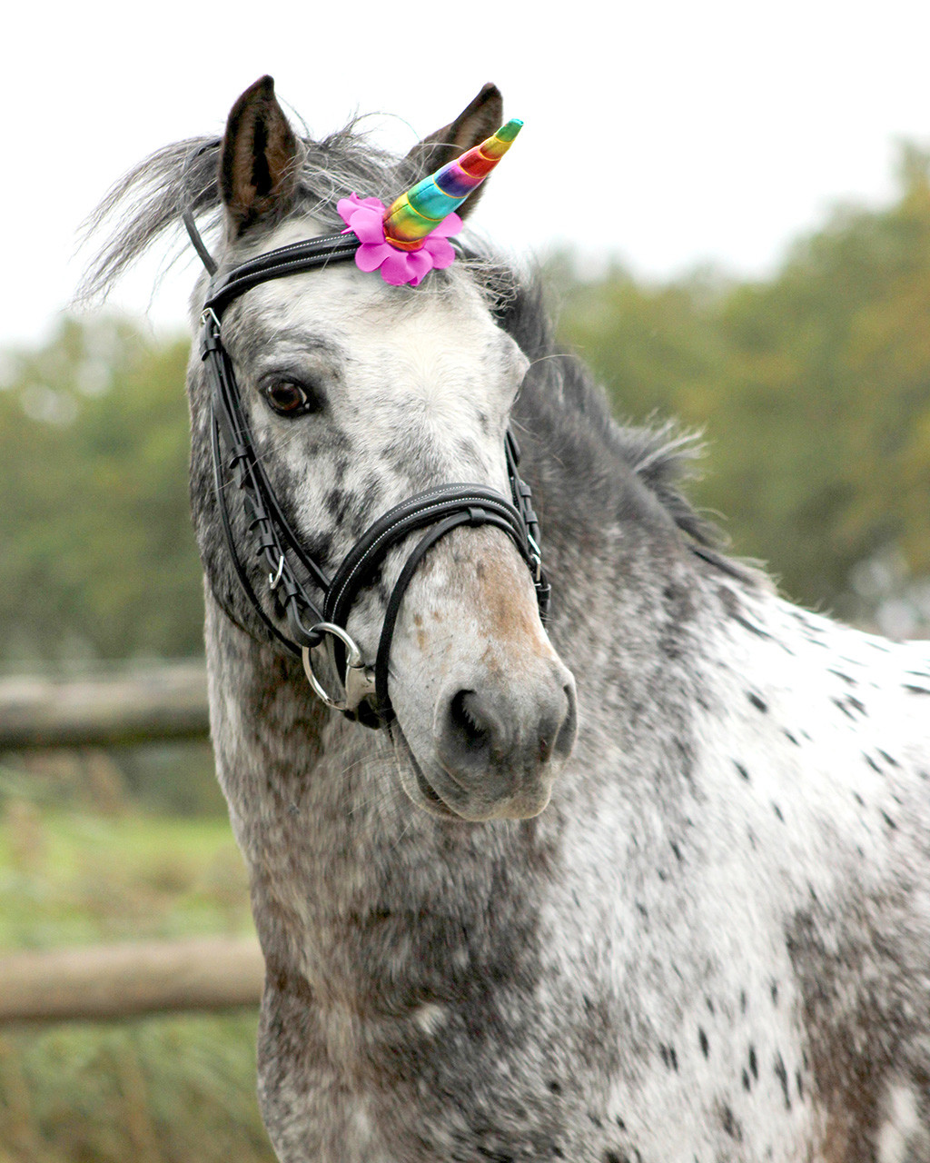 Unicorn horn